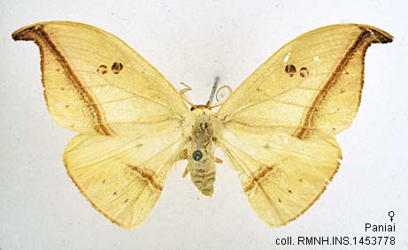 Drepnea Papua Insects Foundation (Lepidoptera/Drepanidae/Drepaninae: Ausaris ...
